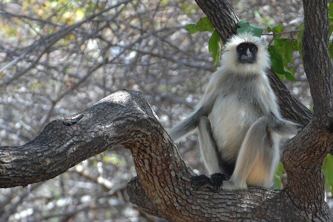 Panna Tiger Reserve Tour from Khajuraho - The Itinerary: What’s Included and What to Expect
