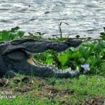 Paradise Bundala Safari Tours - Final Thoughts