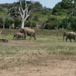 Paradise Yala Safari Tours - The Sum Up
