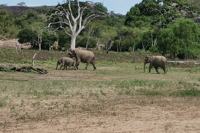 Paradise Yala Safari Tours - The Sum Up