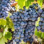 Paso Robles Scavenger Hunt Adventure - The Sum Up