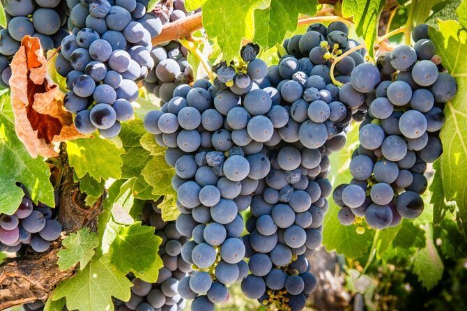 Paso Robles Scavenger Hunt Adventure - The Sum Up