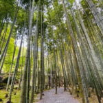 Pedal Adventure Kyoto E-Bike tour : True Kyoto Avoid the crowds - Authentic Insights from Reviewers