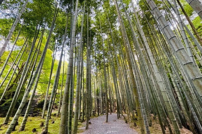 Pedal Adventure Kyoto E-Bike tour : True Kyoto Avoid the crowds - Authentic Insights from Reviewers