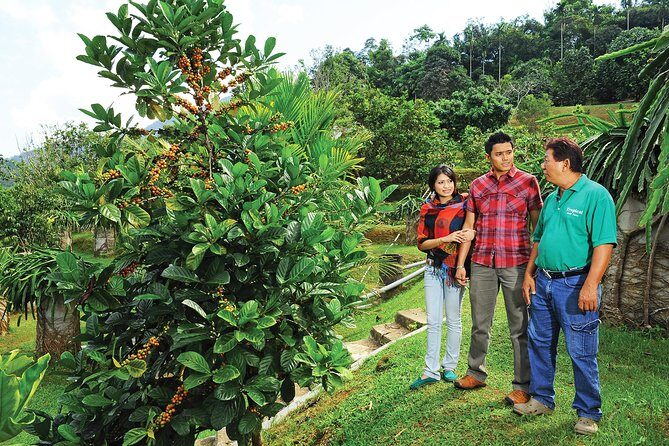 Penang Tropical Fruit Farm with Fruit Tasting - Who Should Consider This Tour?