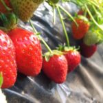[Perfect Private Tour] Nami island, Petite France and Organic Strawberry Farm - What You Can Expect Beyond the Itinerary