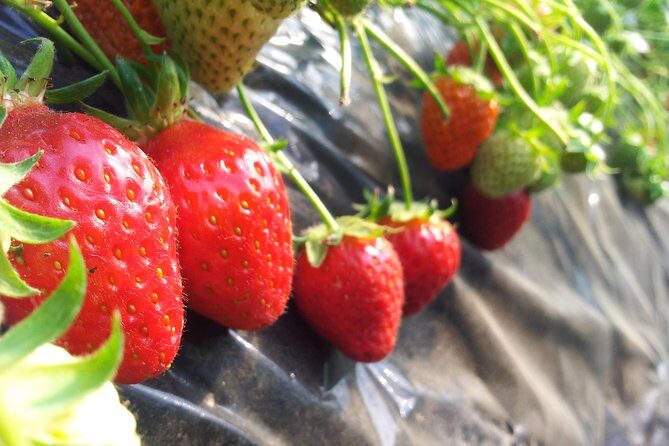 [Perfect Private Tour] Nami island, Petite France and Organic Strawberry Farm - What You Can Expect Beyond the Itinerary