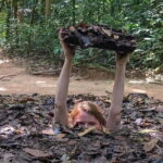 Phu My Shore Excursion - Private Cu Chi Tunnels and Ho Chi Minh City 1 day tour - A Detailed Look at the Tour Experience