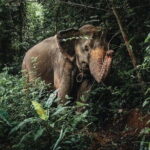 Phuket Elephant Nature Reserve Ethical Sanctuary - Practical Tips