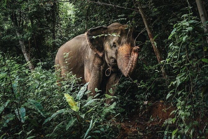 Phuket Elephant Nature Reserve Ethical Sanctuary - Practical Tips