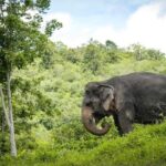 Phuket Elephant Sanctuary Canopy Walkway Tour - Price & Value Analysis