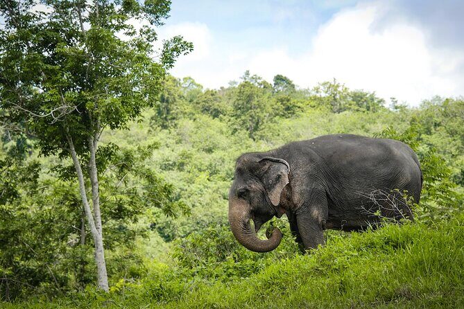 Phuket Elephant Sanctuary Canopy Walkway Tour - Price & Value Analysis