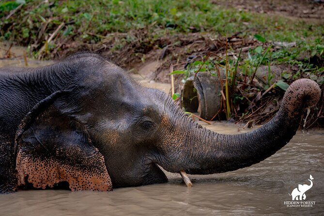 Phuket: Hidden Forest Elephant Reserve Guided Tour with Lunch - Who Would Love This Tour
