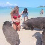 Pig Island Snorkeling & Sightseeing Tour By Speedboat From Koh Samui - FAQ