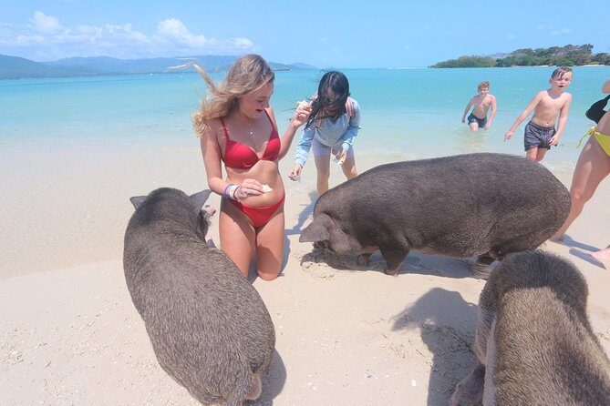 Pig Island Snorkeling & Sightseeing Tour By Speedboat From Koh Samui - FAQ