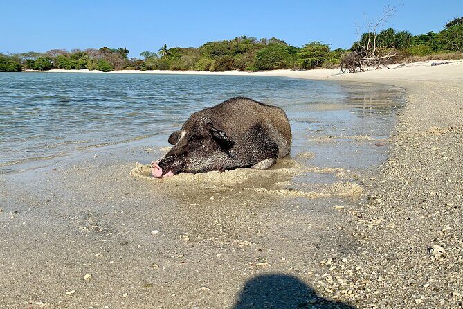 Pigs Island exclusive Semi VIP - Final Thoughts: The Value of a Semi-VIP Day Out