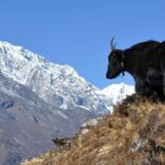Pikey Peak Trek Everest View - Who Is This Trek Perfect For?