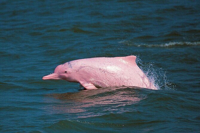 Pink Dolphin Spotting & Snorkelling Day Tour At Pigs Island - Detailed Breakdown of the Itinerary
