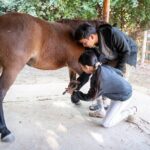 Pony Riding in Luang Prabang - Why Choose This Pony Riding Tour?