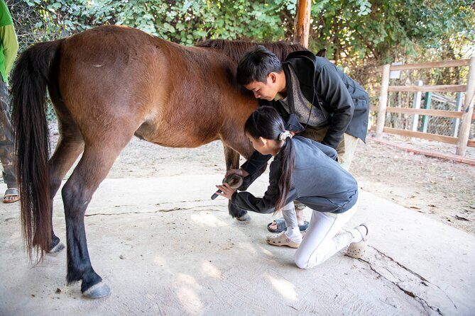 Pony Riding in Luang Prabang - Why Choose This Pony Riding Tour?
