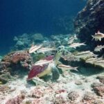 Premium Guided Scuba Diving Day Trip for Certified Divers - Why Travelers Keep Coming Back to Aloha Diving