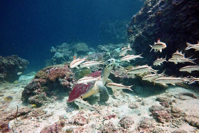 Premium Guided Scuba Diving Day Trip for Certified Divers - Why Travelers Keep Coming Back to Aloha Diving