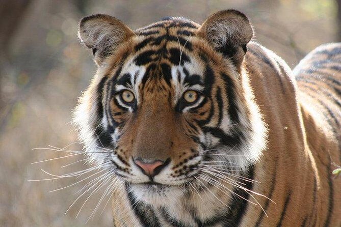 Private 2-Day Tour to Ranthambhore Tiger Safari from Jaipur - Transportation and Guides