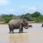 Private 2-Day Trip To Mirissa Beach And Yala From Colombo - Who This Tour Is Best Suited For