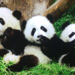 Private 2-Day Xi'an and Chengdu Tour with Hotel Stay - A Deep Dive into the Experience