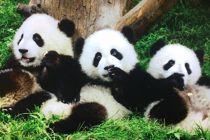Private 2-Day Xi'an and Chengdu Tour with Hotel Stay - A Deep Dive into the Experience
