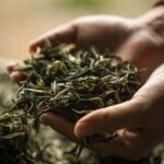 Private 3 Hours Chengdu Local Tea Market Visit (Whole-sales Market) - Why This Tour Offers Real Value