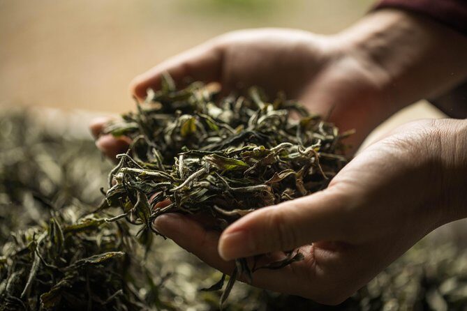 Private 3 Hours Chengdu Local Tea Market Visit (Whole-sales Market) - Why This Tour Offers Real Value