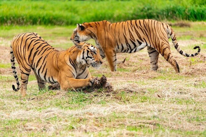 Private 4-Day Tiger Safari and Golden Triangle Tour from Delhi - Who Is This Tour Best For?
