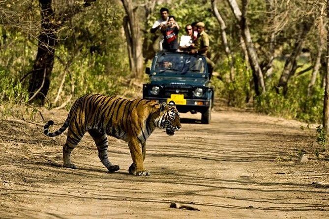 Private 5-Day Ranthambhore Tiger Tour from Delhi including the Taj Mahal, Agra and Jaipur - What to Expect from Each Part of the Journey