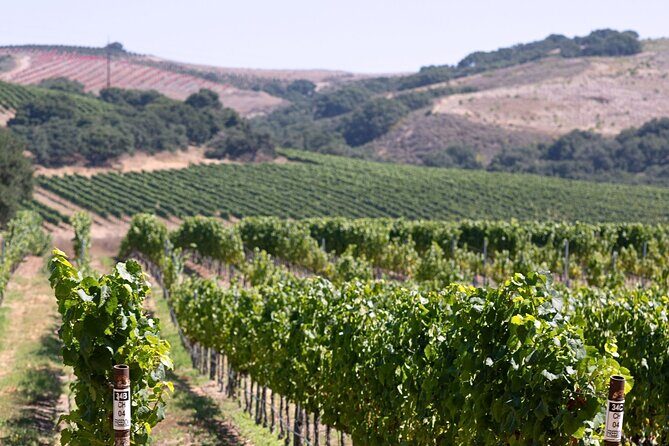 Private 5-Hour Transportation in Santa Ynez, Solvang and Buellton - Authentic Insights from Previous Travelers
