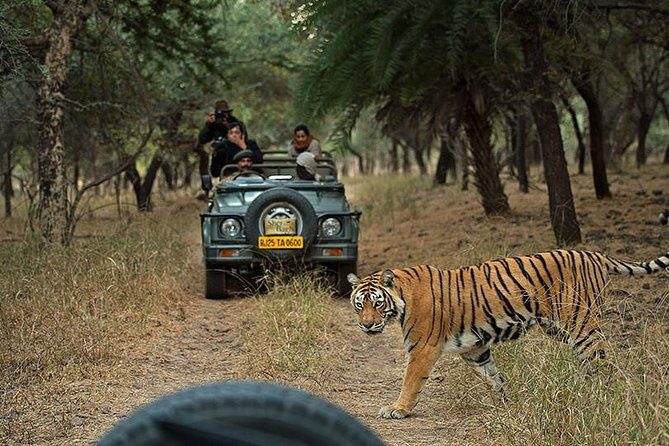 Private 6-Day Ranthambhore Tiger Tour including Delhi, Agra and Jaipur - Why Choose This Tour?