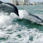 Private Best of Marco Island Dolphin Tour - Why This Tour Might Be Perfect for You