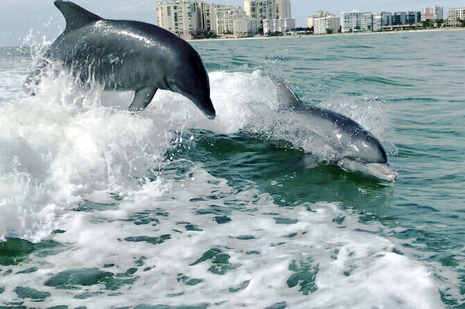 Private Best of Marco Island Dolphin Tour - Why This Tour Might Be Perfect for You