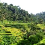 Private Car Charter in Bali with an English speaking Driver - Considering Costs and Value