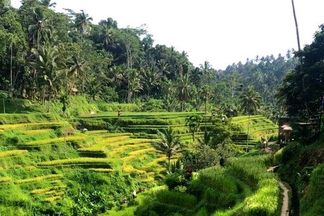 Private Car Charter in Bali with an English speaking Driver - Considering Costs and Value