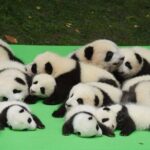 Private Chengdu Highlights Day Trip: Panda Base and City from Xi'an by Train - What Travelers Say: Authentic Experiences from Reviewers