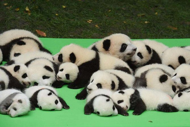 Private Chengdu Highlights Day Trip: Panda Base and City from Xi'an by Train - What Travelers Say: Authentic Experiences from Reviewers