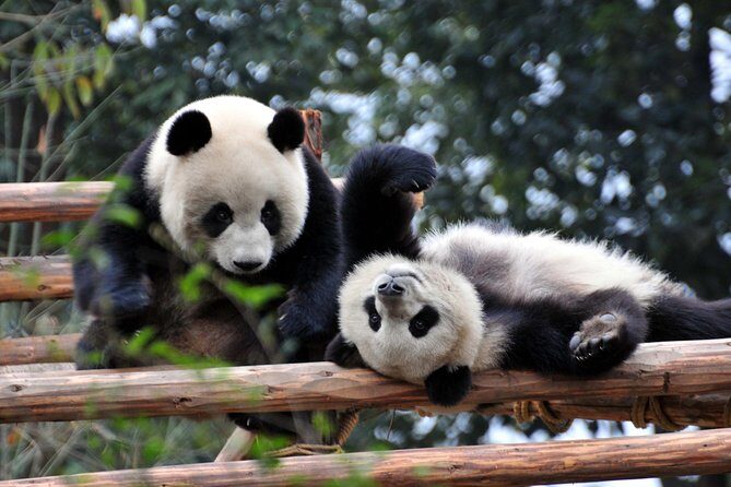 Private Day Tour: Chengdu Panda and Leshan Buddha - What Makes This Tour Valuable?