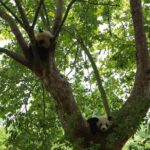 Private Day Tour: Chengdu Panda Base & downtown walking tour - Practical Insights and Tips
