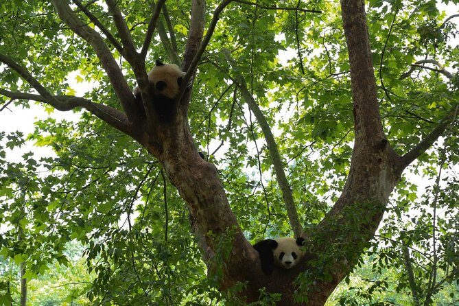 Private Day Tour: Chengdu Panda Base & downtown walking tour - Practical Insights and Tips