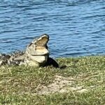 Private Day Tour in Yala National Park with Lunch - Why This Tour Offers Great Value
