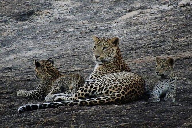 Private Day Tour Of Kumbhalgarh Fort & Wildlife Sanctuary From Udaipur - Pricing and Value