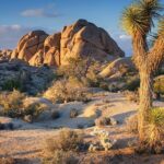 Private Day Tour to Joshua Tree National Park from San Diego - FAQs