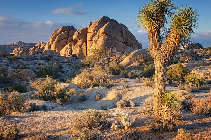 Private Day Tour to Joshua Tree National Park from San Diego - FAQs