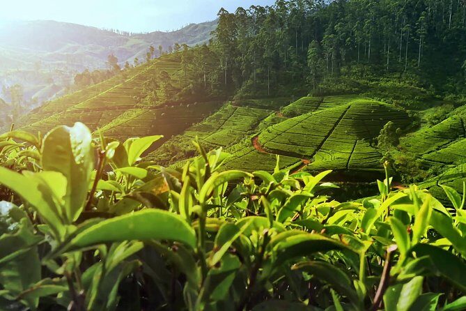 Private Day Trip: Horton Plains and Pedro Tea Factory from Nuwara Eliya - Discovering Sri Lanka’s Tea Heritage at Pedro Tea Factory